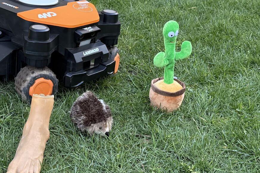 Worx Landroid Vision Cloud 4WD Mähroboter hält in sicherem Abstand vor dem Igel im Smart Home Fox Praxistest an